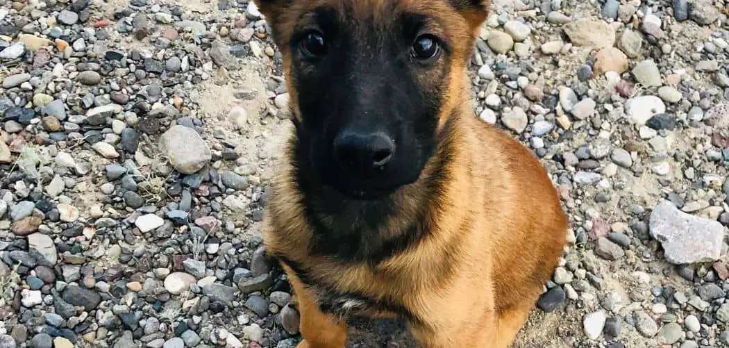 Belgian Malinois so lazy