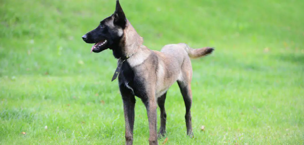 Belgian Malinois