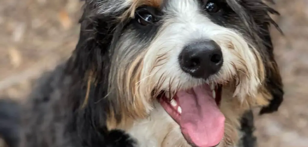 Bernedoodle breathing heavy