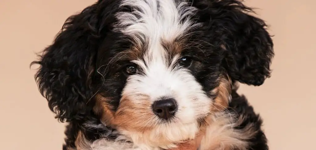 Bernedoodle shaking