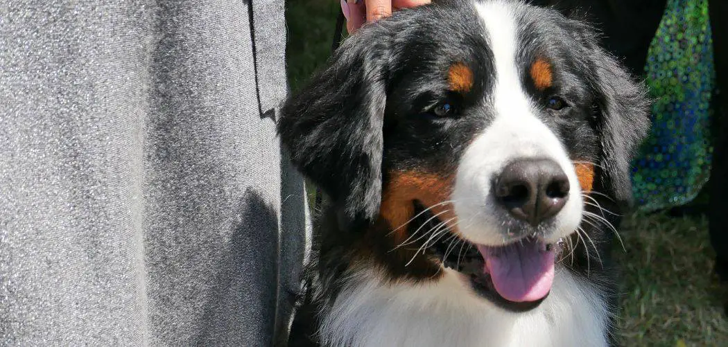 Bernese Mountain Dog Crying And Howling