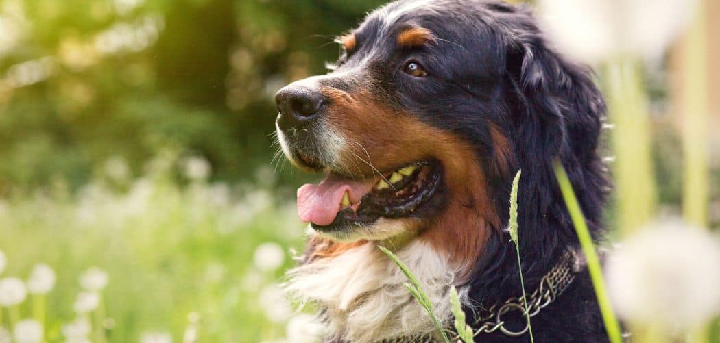 Bernese Mountain Dog Eating Grass