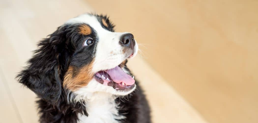 Bernese Mountain Dog acting weird