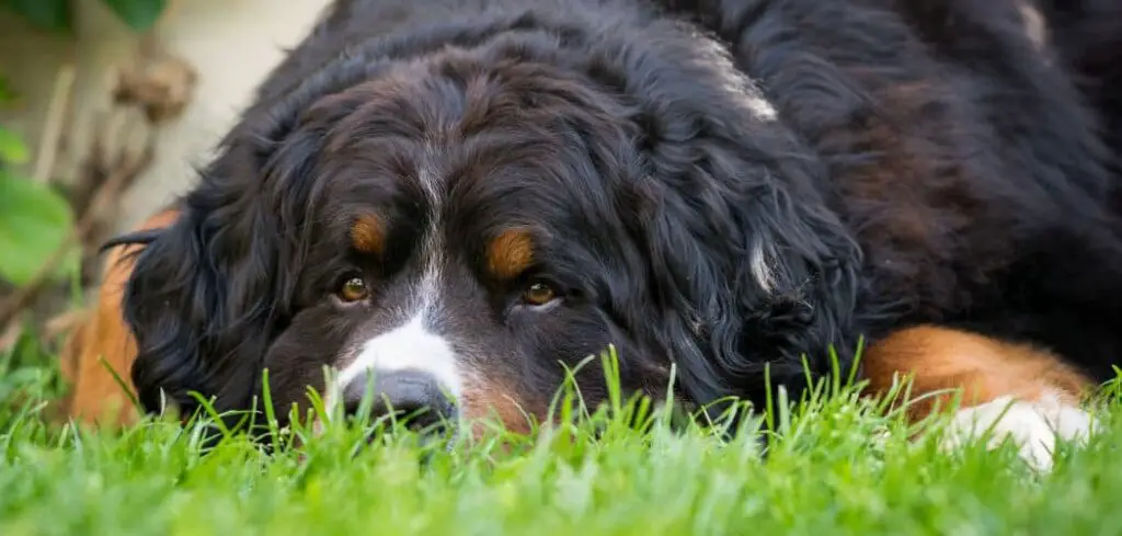 Bernese Mountain Dog diarrhea and not eating