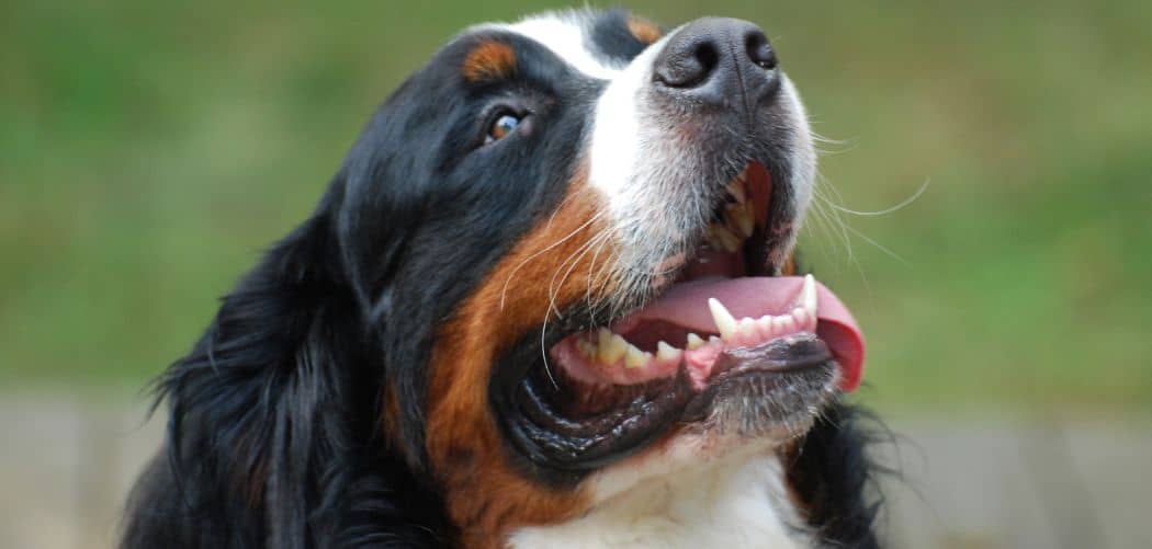 Bernese Mountain Dog howling
