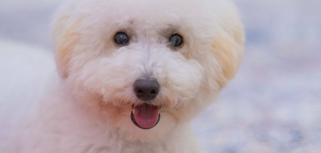 Bichon Frise breathing fast