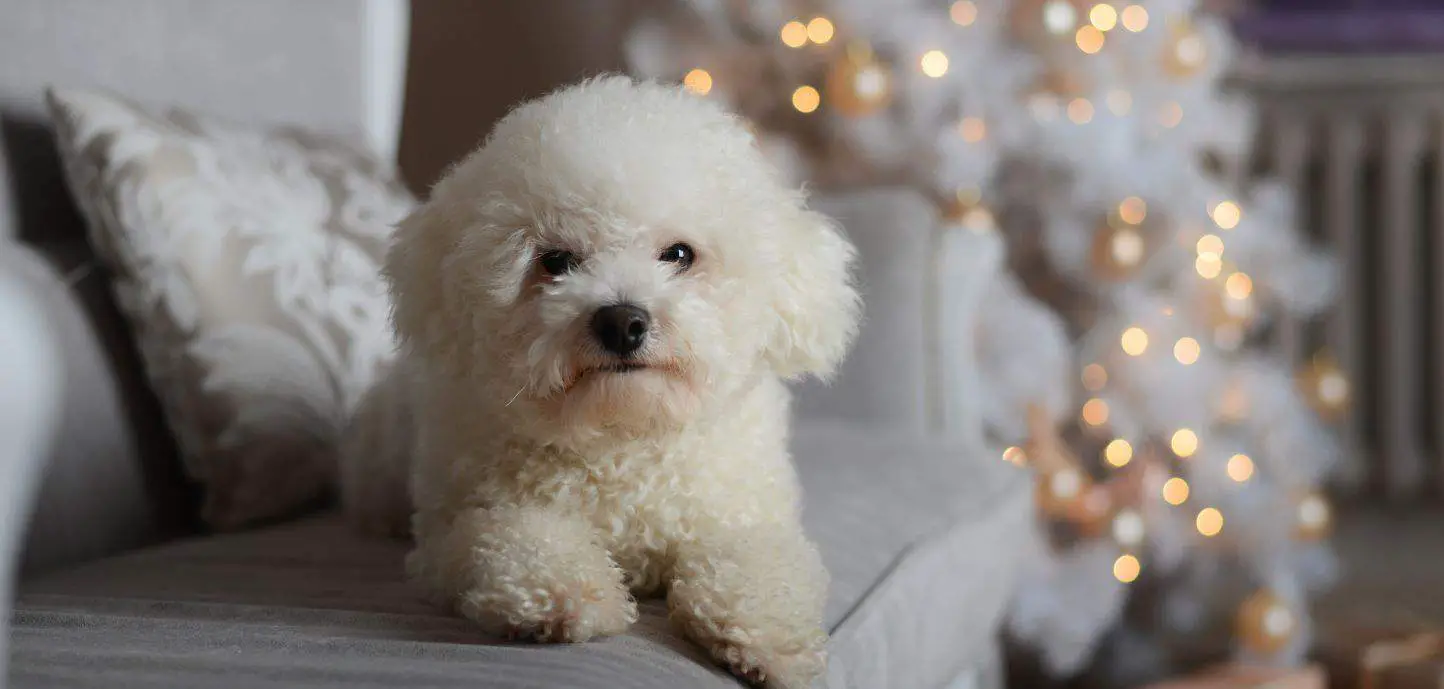 Bichon Frise crying
