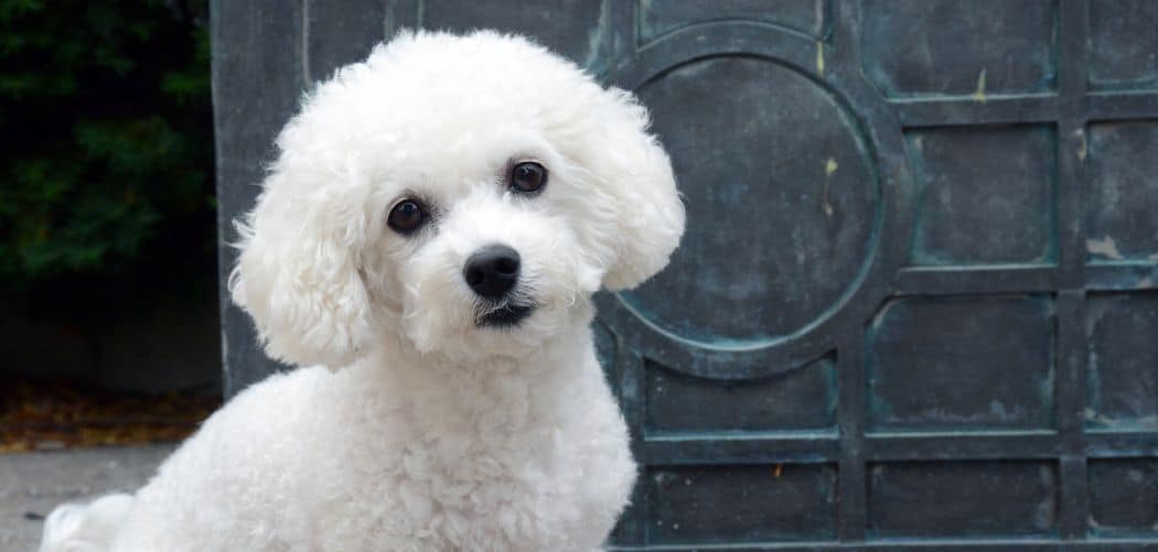 Bichon Frise shaking