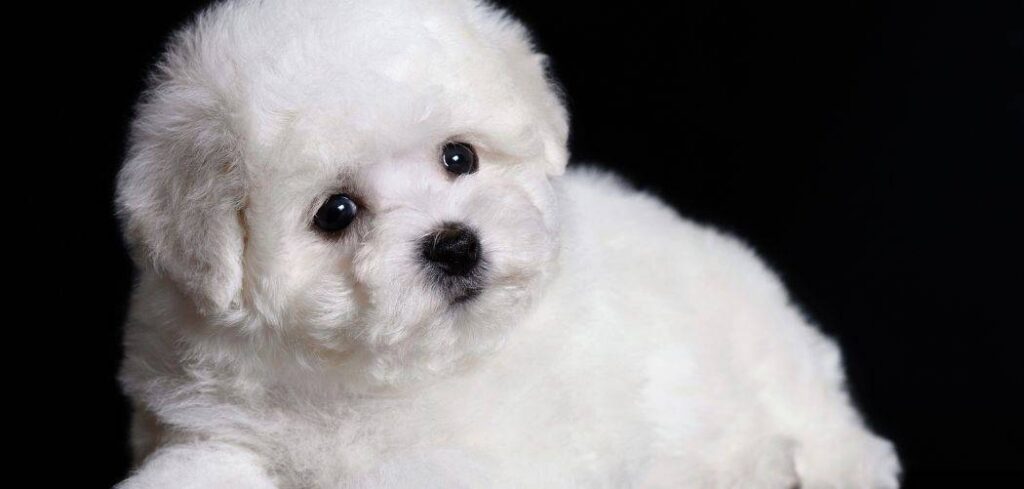 Bichon Frise throwing up