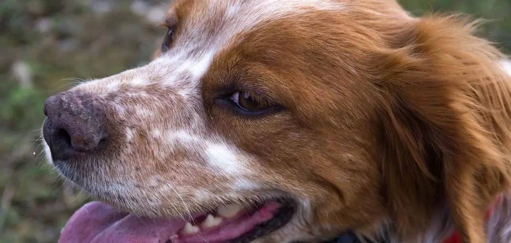 Brittany spaniel crying