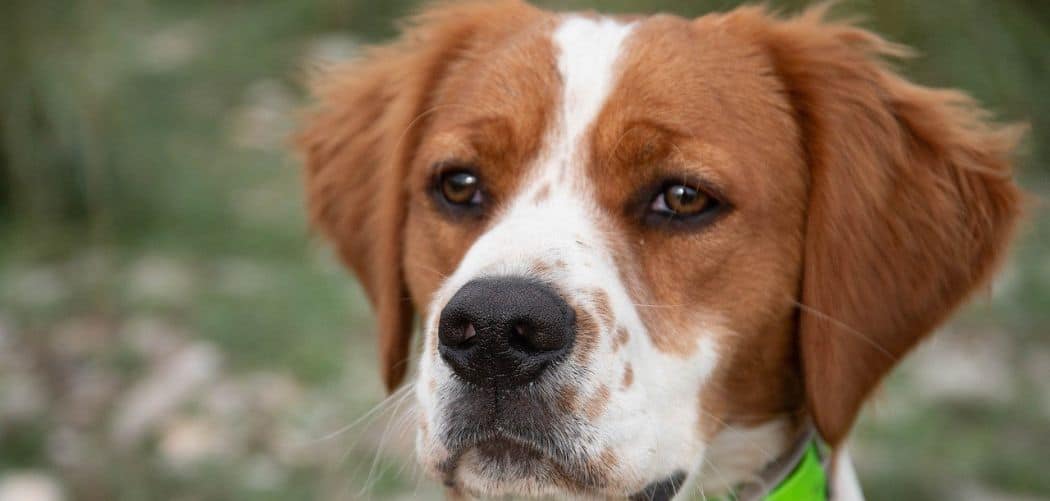 Brittany spaniel sensitive stomach
