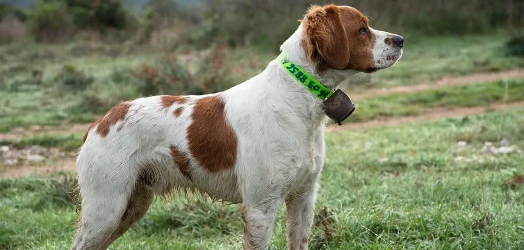 Brittany spaniel shaking