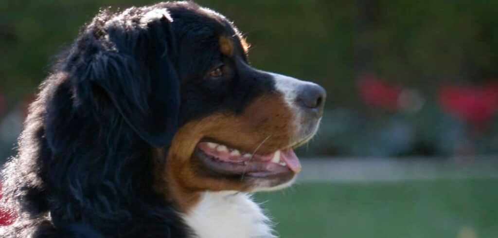Can Bernese Mountain Dogs Be Left Alone