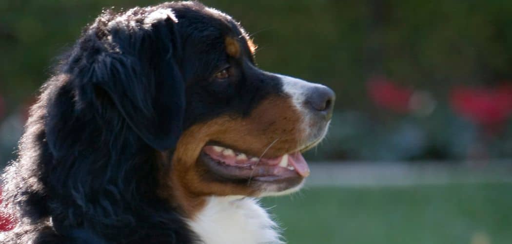 Can Bernese Mountain Dogs Be Left Alone