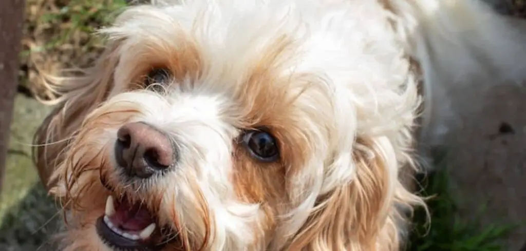 Cavachon breathing fast