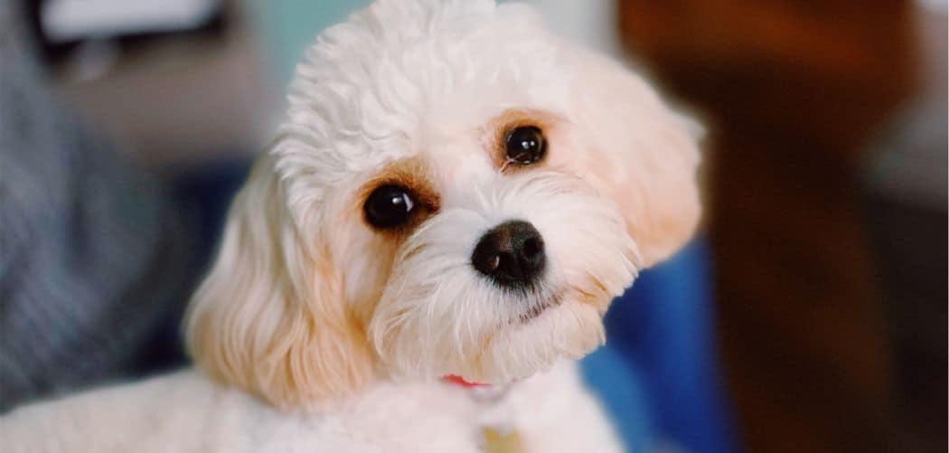 Cavachon crying