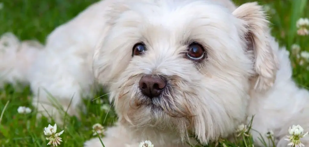 Cavachon sensitive stomach