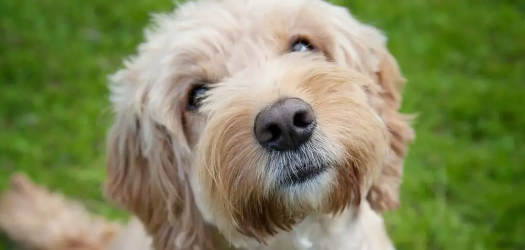 Cockapoo crying