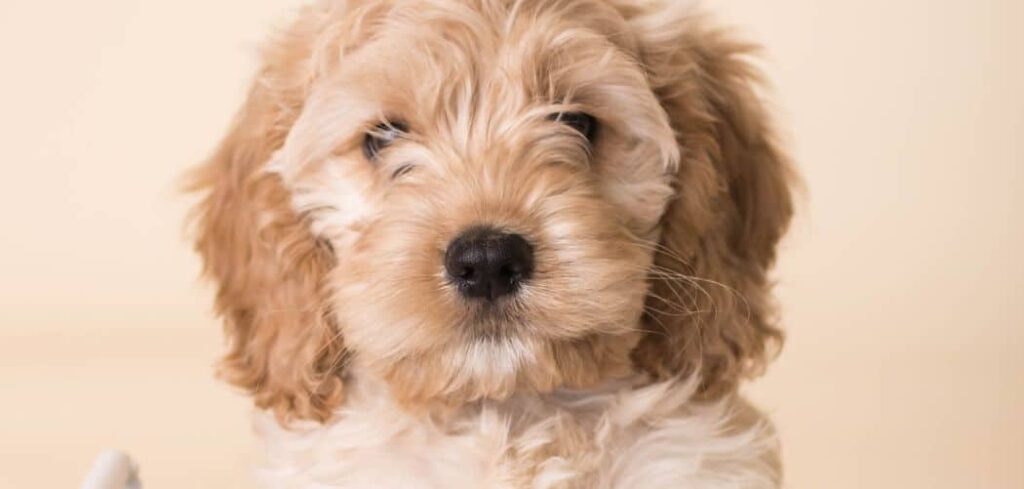 Cockapoo shaking