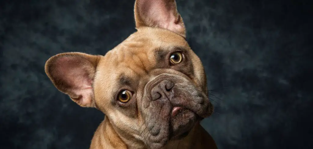 French Bulldog breathing heavy
