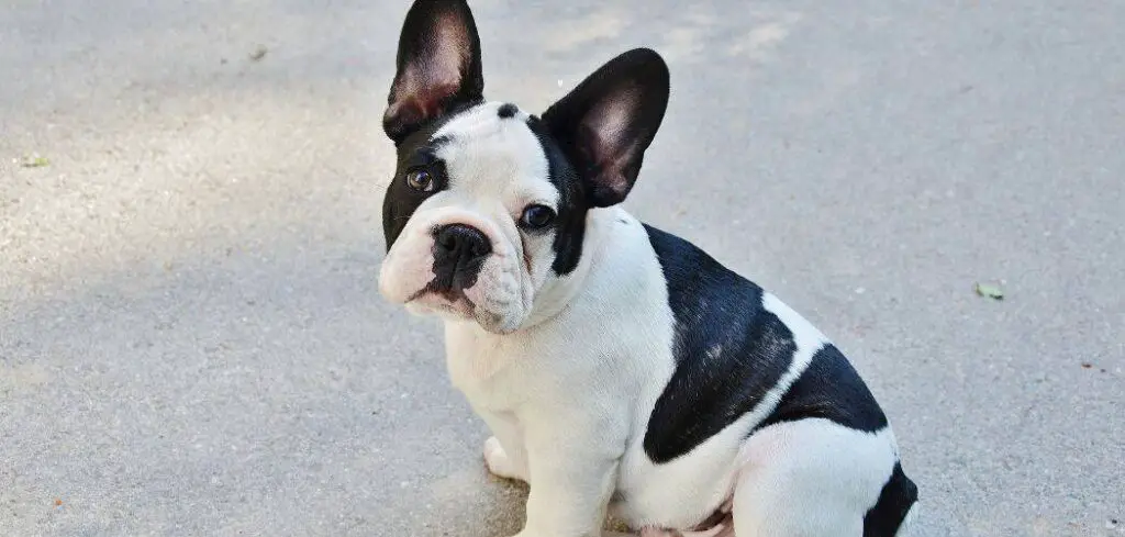 French Bulldog crying