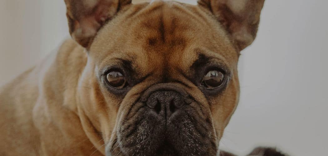 French Bulldog shaking