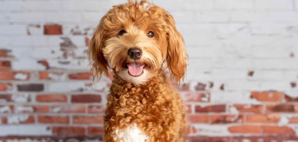 Goldendoodle breathing heavy