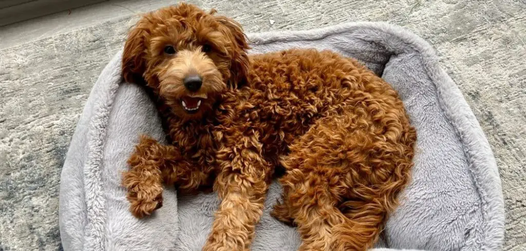 Goldendoodle crying
