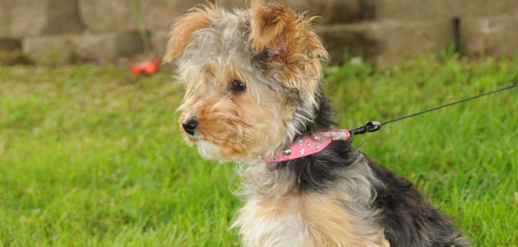 Is Yorkipoo too skinny