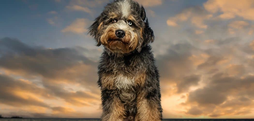 Is my Aussiedoodle too skinny