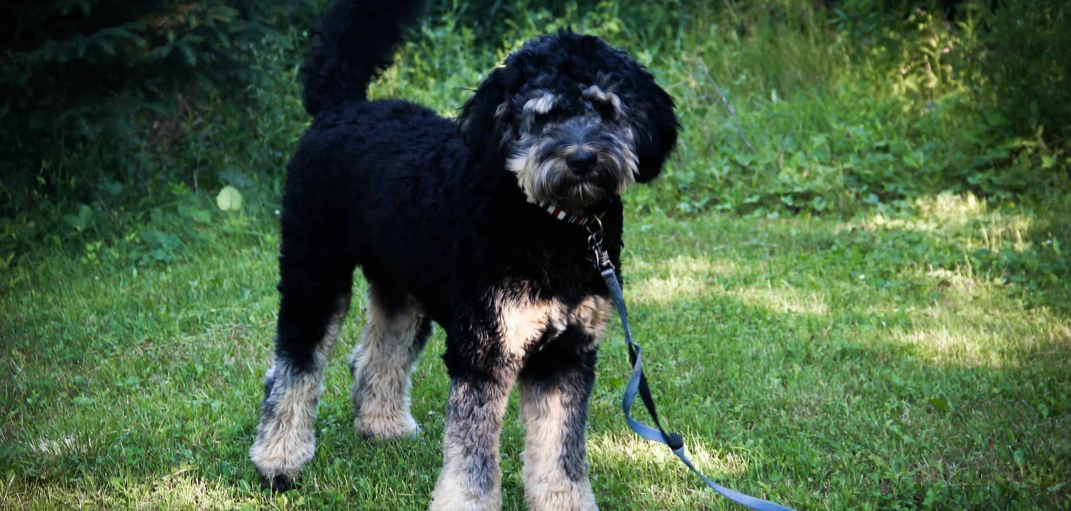 Is my Bernedoodle too skinny