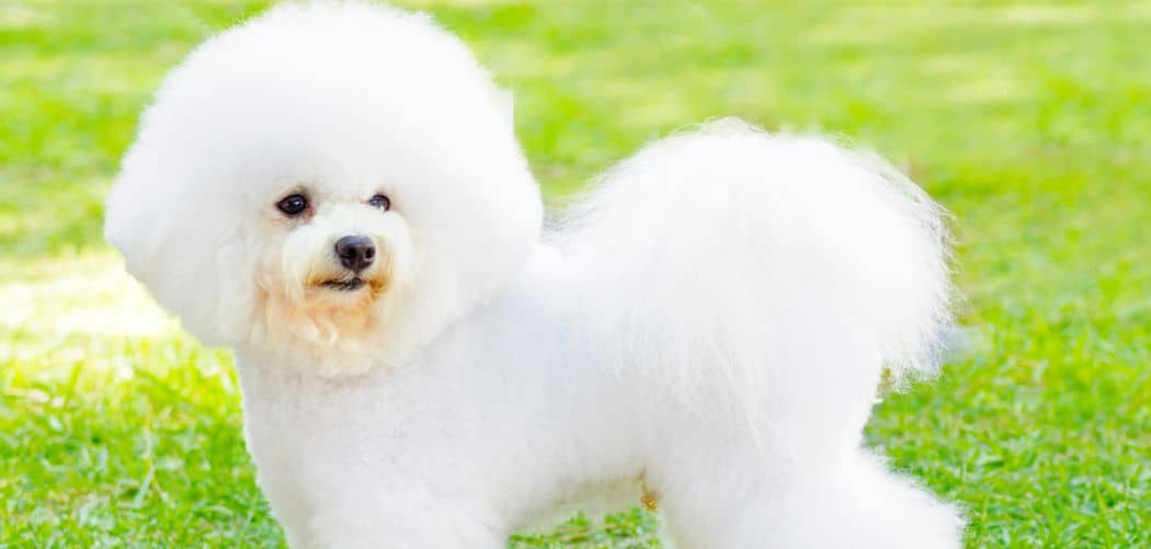 Is my Bichon Frise too skinny