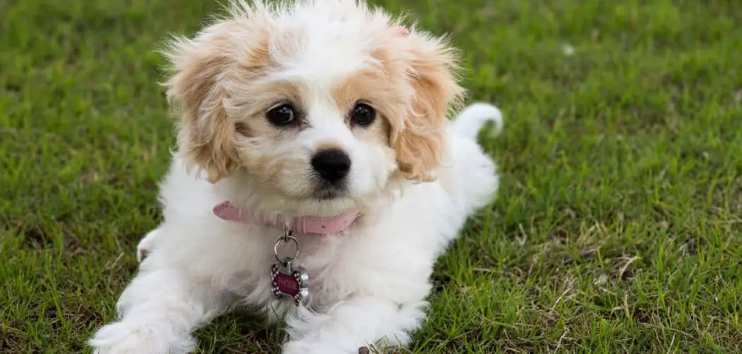 Is my Cavachon too skinny