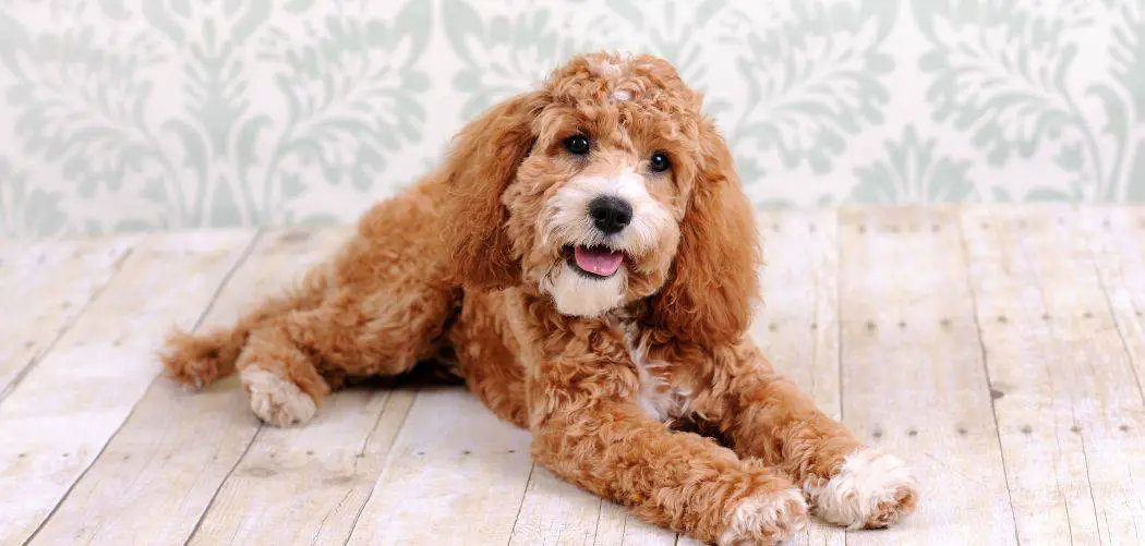 Is my Cockapoo too skinny