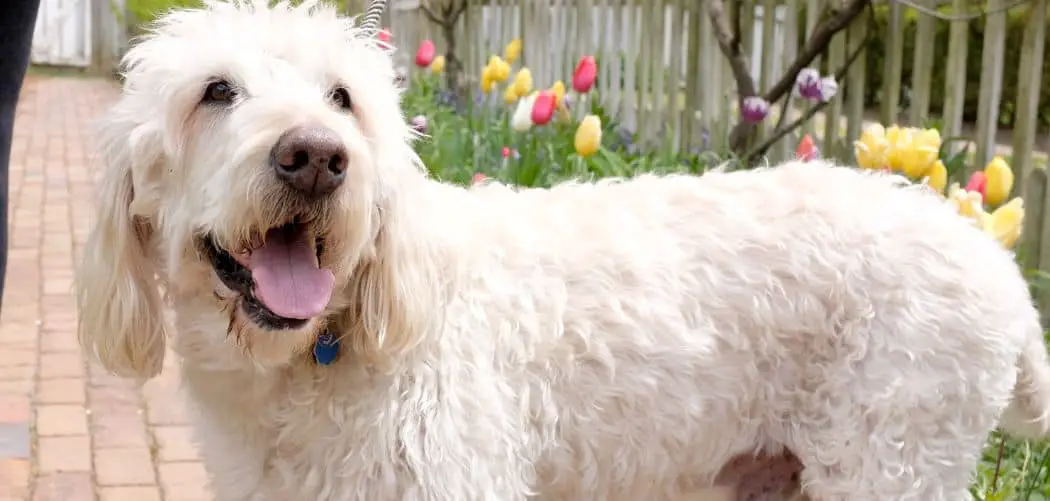 Is my Labradoodle too skinny