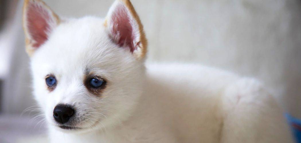 Is my Pomky too skinny