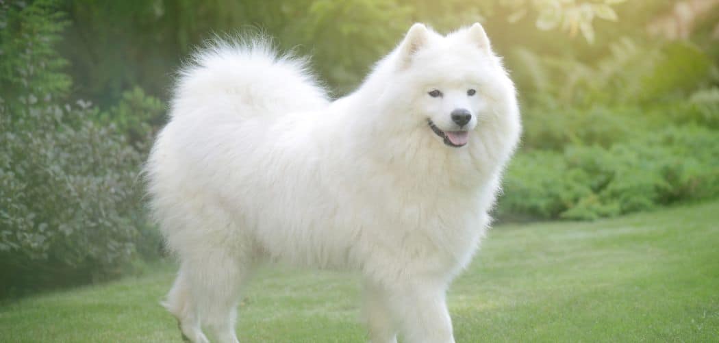 Is my Samoyed too skinny
