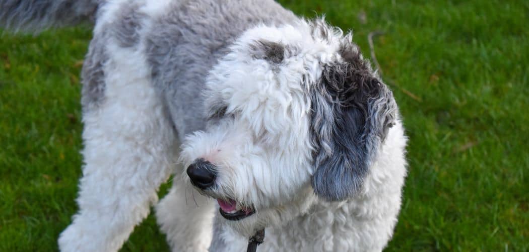 Is my Sheepadoodle too skinny