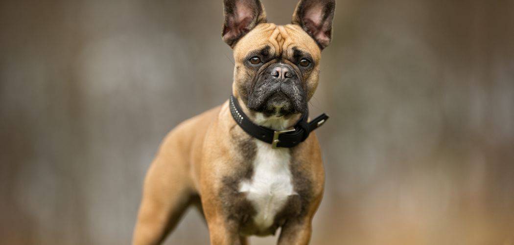 Is my french bulldog too skinny