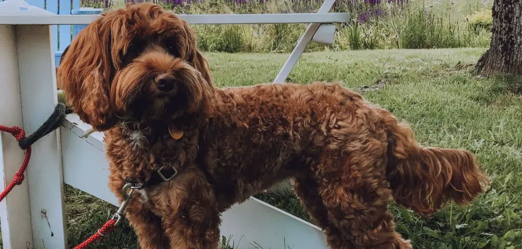 Labradoodle breathing fast