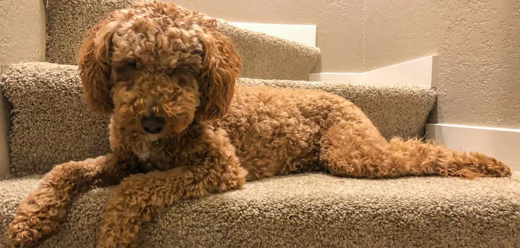 Labradoodle Sensitive Stomach Causes And Effective Ways To Help