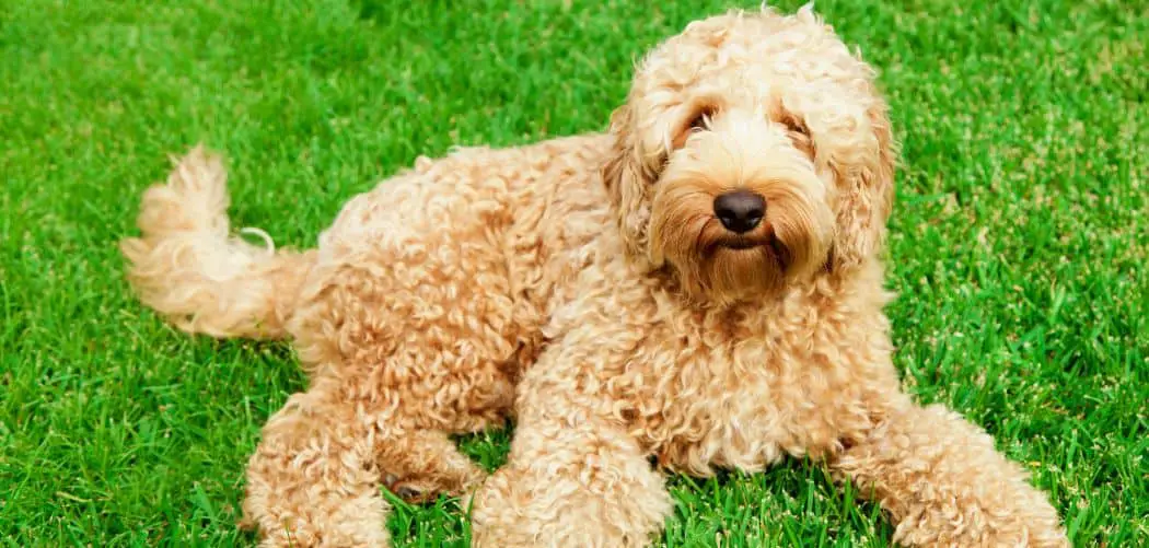 Labradoodle Shaking: Find Out Why And How To Help - Canines and Pups