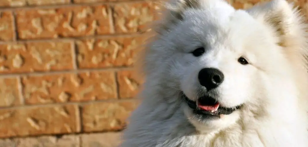 Samoyed breathing fast