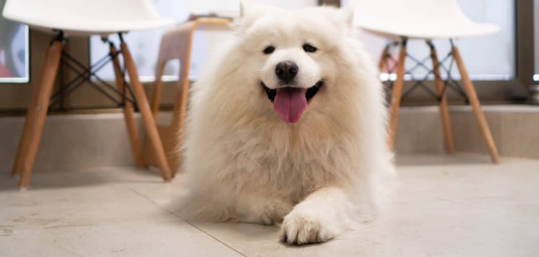 Samoyed crying
