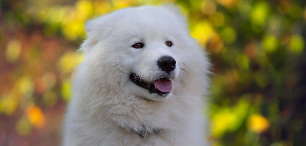 Samoyed sensitive stomach