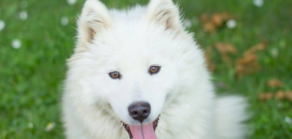 Samoyed throwing up