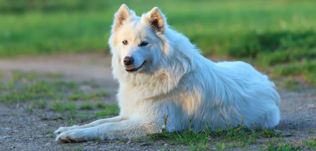 Samoyed with diarrhea