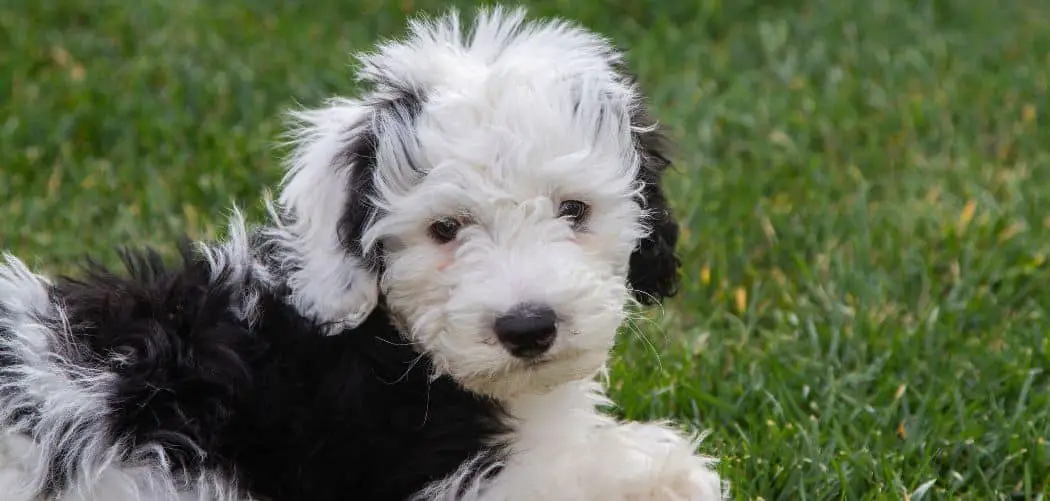Sheepadoodle breathing heavy