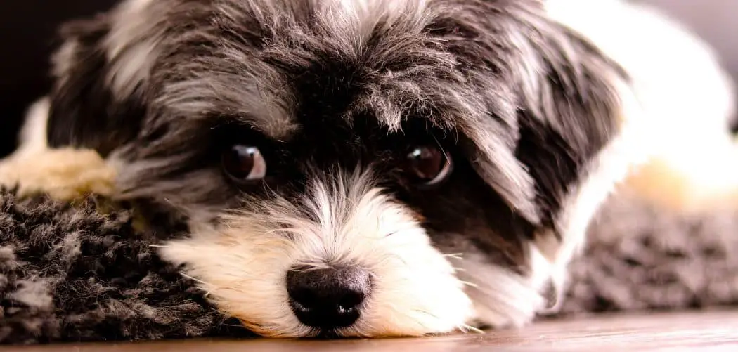 Sheepadoodle sensitive stomach