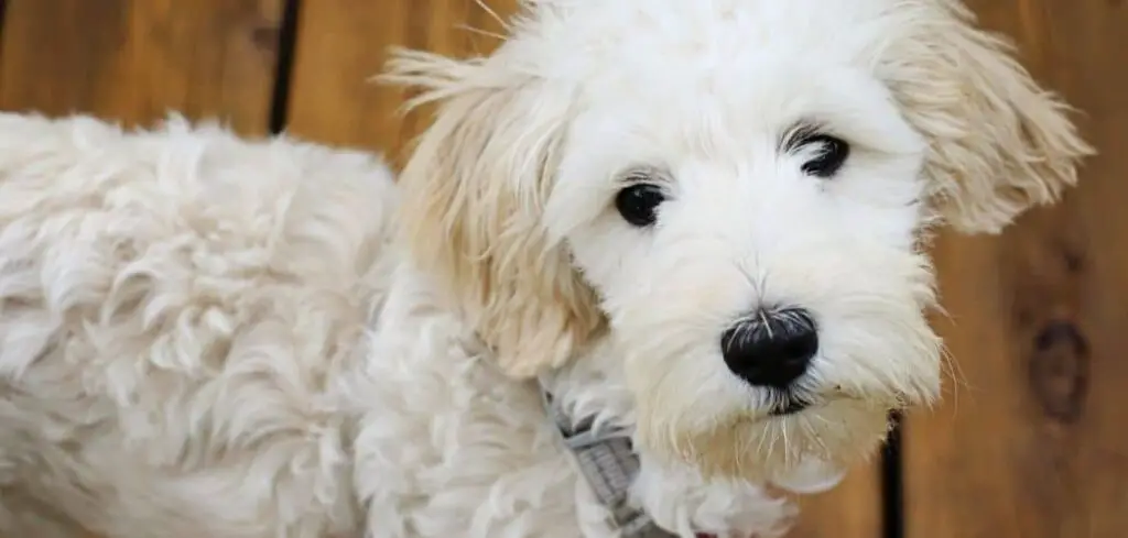 Sheepadoodle shaking